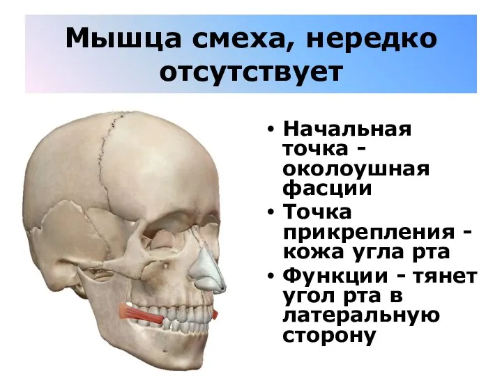 Мышца смеха, нередко отсутствует Начальная точка - околоушная фасции Точка прикрепления -