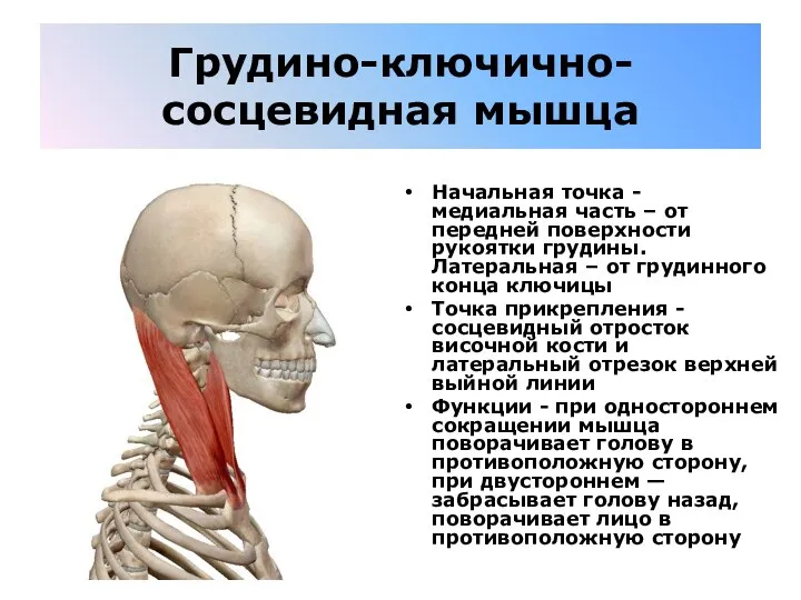 Грудино-ключично-сосцевидная мышца Начальная точка - медиальная часть – от передней поверхности рукоятки