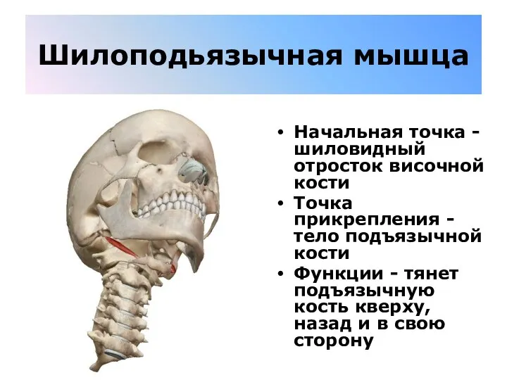 Шилоподьязычная мышца Начальная точка - шиловидный отросток височной кости Точка прикрепления -