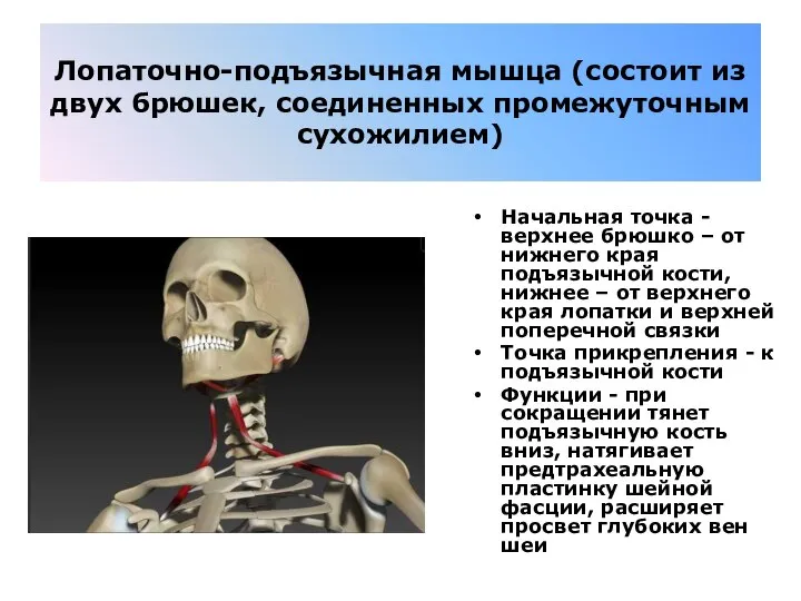 Лопаточно-подъязычная мышца (состоит из двух брюшек, соединенных промежуточным сухожилием) Начальная точка -