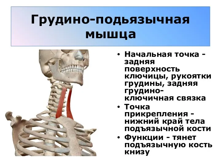 Грудино-подьязычная мышца Начальная точка - задняя поверхность ключицы, рукоятки грудины, задняя грудино-ключичная