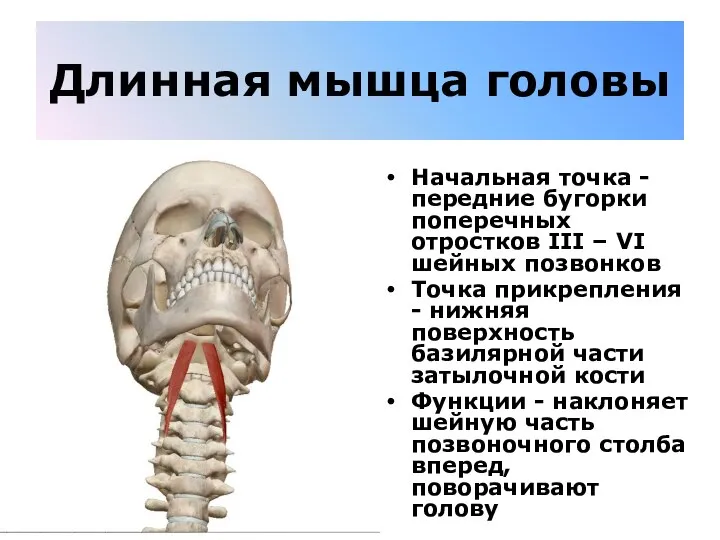 Длинная мышца головы Начальная точка - передние бугорки поперечных отростков III –