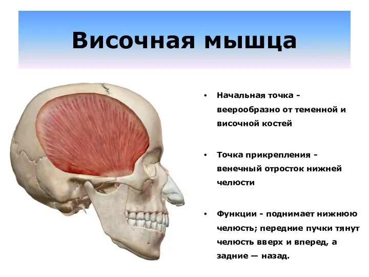 Височная мышца Начальная точка - веерообразно от теменной и височной костей Точка