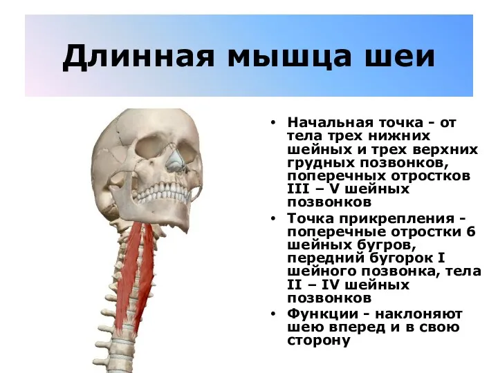 Длинная мышца шеи Начальная точка - от тела трех нижних шейных и