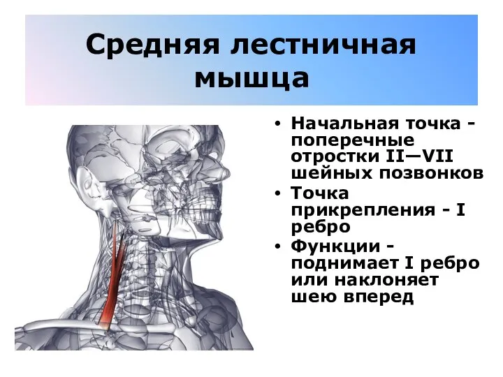 Средняя лестничная мышца Начальная точка - поперечные отростки II—VII шейных позвонков Точка