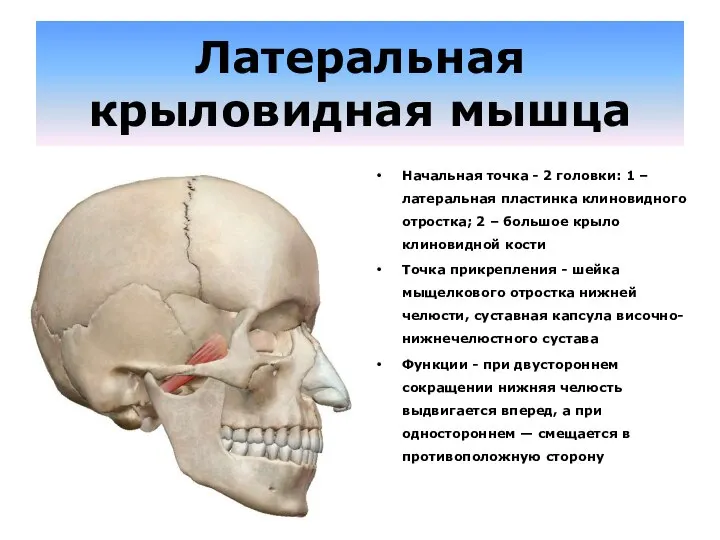 Латеральная крыловидная мышца Начальная точка - 2 головки: 1 – латеральная пластинка