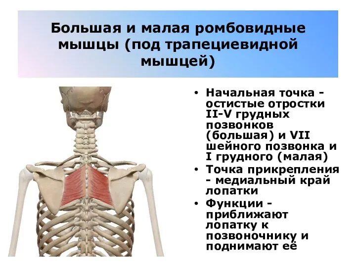 Большая и малая ромбовидные мышцы (под трапециевидной мышцей) Начальная точка - остистые