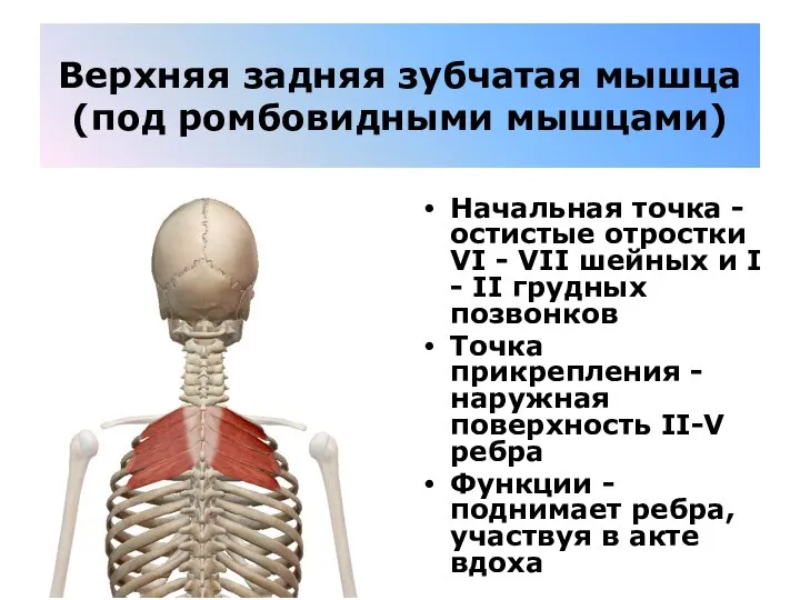 Верхняя задняя зубчатая мышца (под ромбовидными мышцами) Начальная точка - остистые отростки