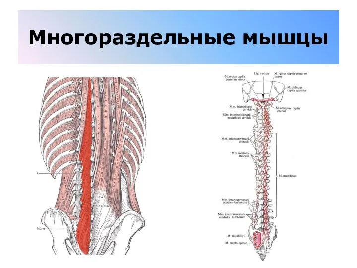 Многораздельные мышцы