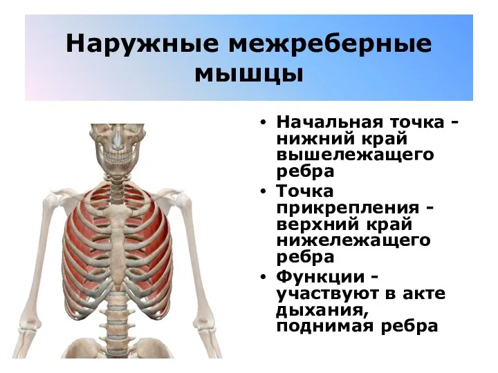 Наружные межреберные мышцы Начальная точка - нижний край вышележащего ребра Точка прикрепления