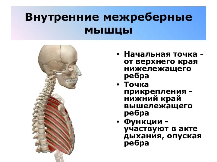 Внутренние межреберные мышцы Начальная точка - от верхнего края нижележащего ребра Точка