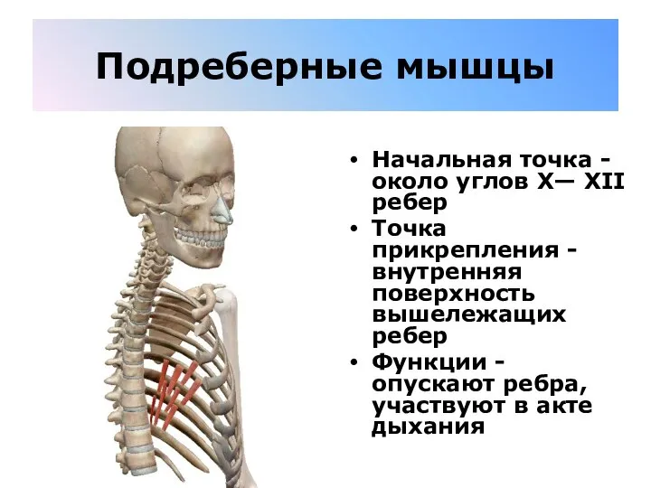 Подреберные мышцы Начальная точка - около углов X— XII ребер Точка прикрепления