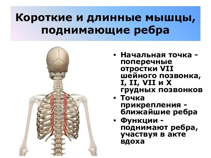 Короткие и длинные мышцы, поднимающие ребра Начальная точка - поперечные отростки VII