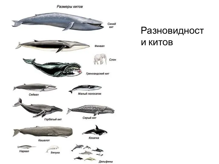 Разновидности китов
