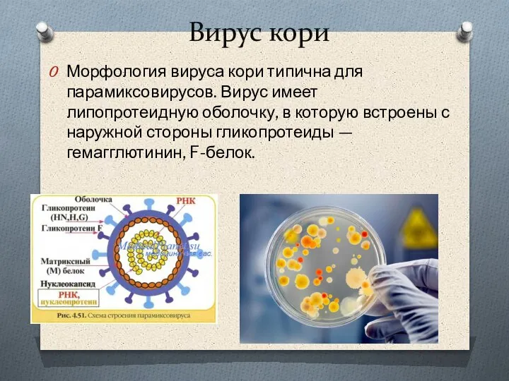Вирус кори Морфология вируса кори типична для парамиксовирусов. Вирус имеет липопротеидную оболочку,