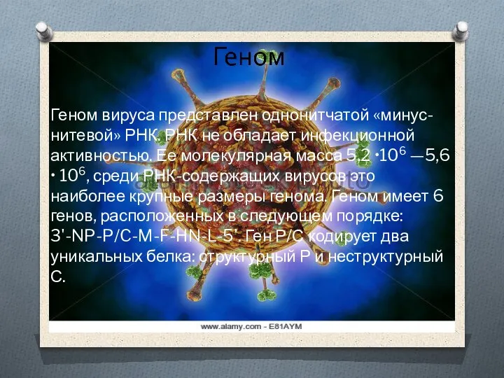 Геном вируса представлен однонитчатой «минус-нитевой» РНК. РНК не обладает инфекционной активностью. Ее