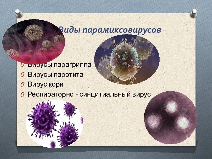 Виды парамиксовирусов Вирусы парагриппа Вирусы паротита Вирус кори Респираторно - синцитиальный вирус