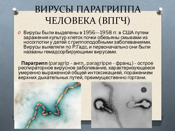 ВИРУСЫ ПАРАГРИППА ЧЕЛОВЕКА (ВПГЧ) Вирусы были выделены в 1956—1958 гг. в США