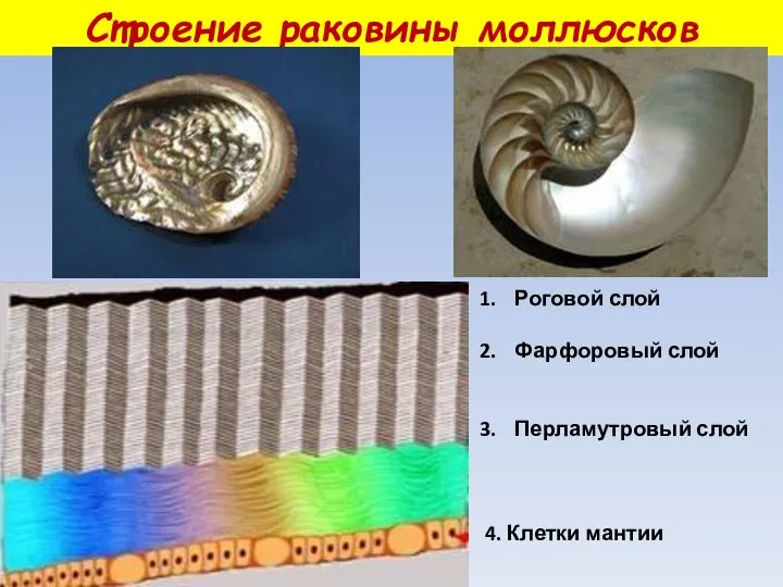 Строение раковины моллюсков Роговой слой Фарфоровый слой Перламутровый слой 4. Клетки мантии