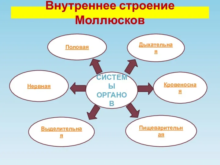 Внутреннее строение Моллюсков СИСТЕМЫ ОРГАНОВ Кровеносная Пищеварительная Нервная Выделительная Половая Дыхательная