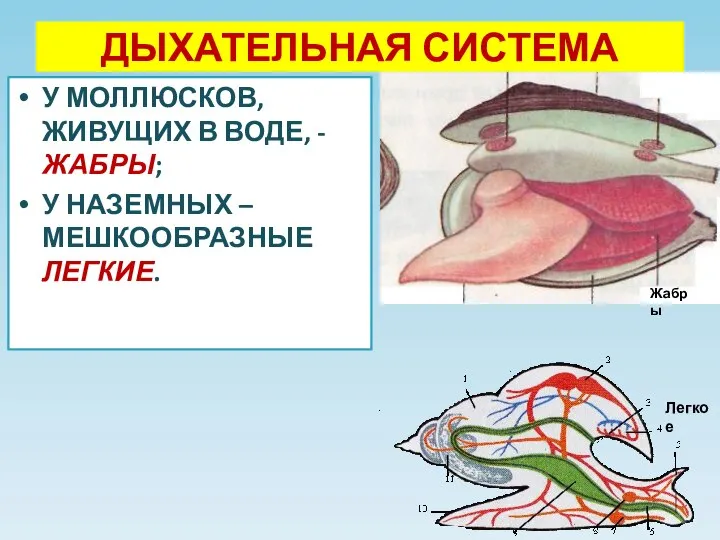 ДЫХАТЕЛЬНАЯ СИСТЕМА У МОЛЛЮСКОВ, ЖИВУЩИХ В ВОДЕ, - ЖАБРЫ; У НАЗЕМНЫХ – МЕШКООБРАЗНЫЕ ЛЕГКИЕ. Жабры Легкое