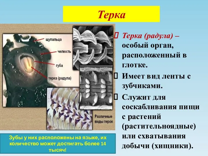 Терка Терка (радула) – особый орган, расположенный в глотке. Имеет вид ленты