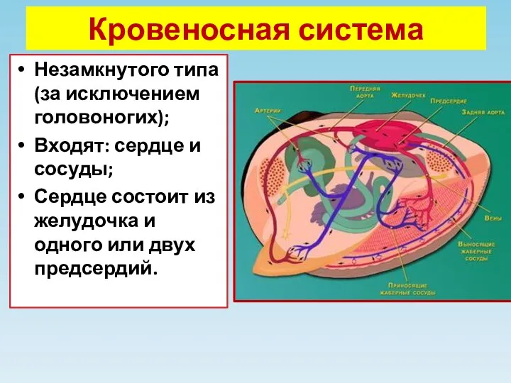 Кровеносная система Незамкнутого типа (за исключением головоногих); Входят: сердце и сосуды; Сердце