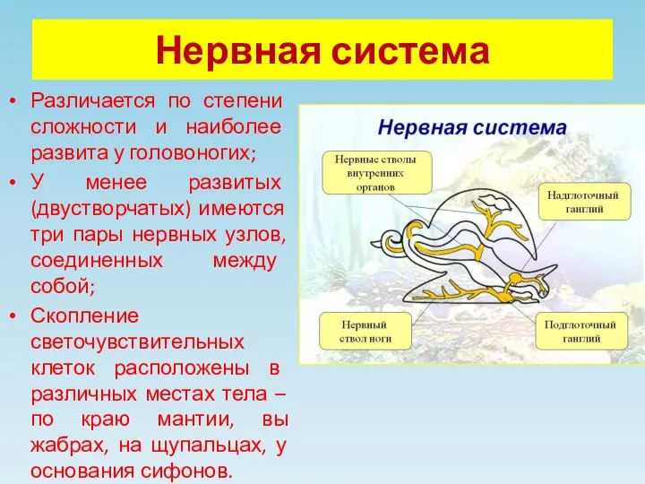 Нервная система Различается по степени сложности и наиболее развита у головоногих; У