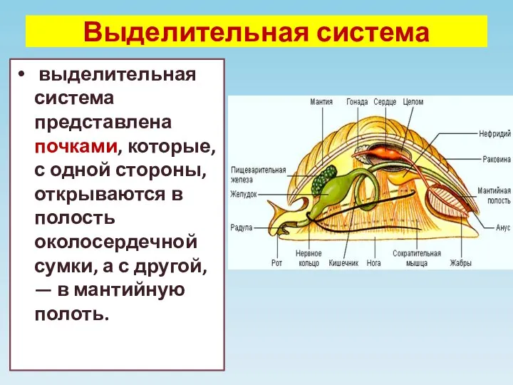 Выделительная система выделительная система представлена почками, которые, с одной стороны, открываются в