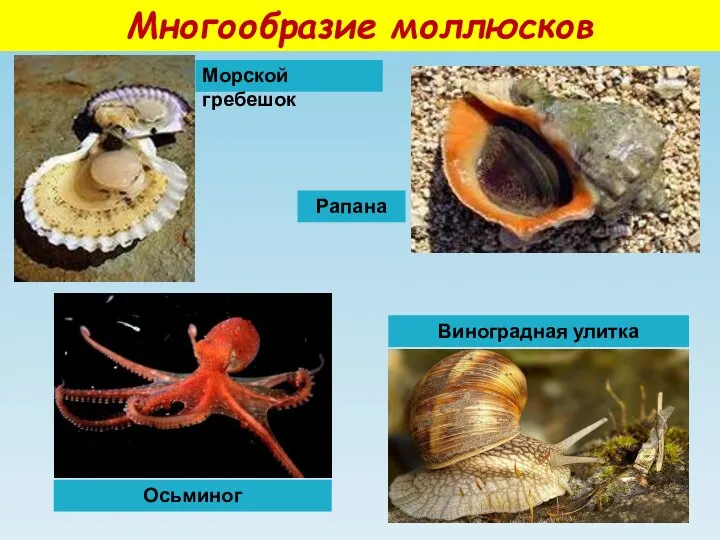 Многообразие моллюсков Морской гребешок Осьминог Виноградная улитка Рапана
