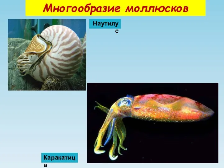 Многообразие моллюсков Каракатица Наутилус