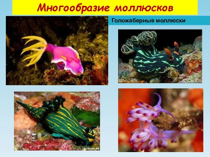 Многообразие моллюсков Голожаберные моллюски