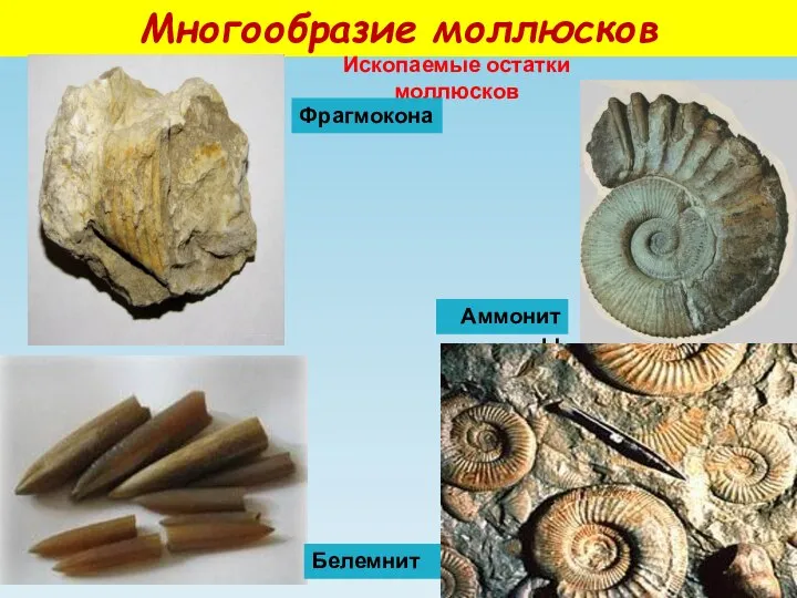 Многообразие моллюсков Ископаемые остатки моллюсков Аммониты Белемнит Фрагмокона