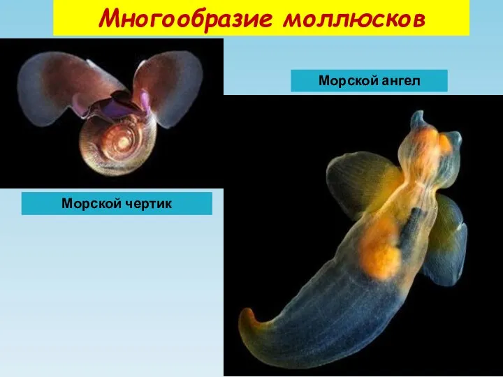 Многообразие моллюсков Морской ангел Морской чертик