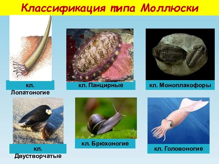Классификация типа Моллюски кл. Лопатоногие кл. Брюхоногие кл. Двустворчатые кл. Панцирные кл. Головоногие кл. Моноплакофоры