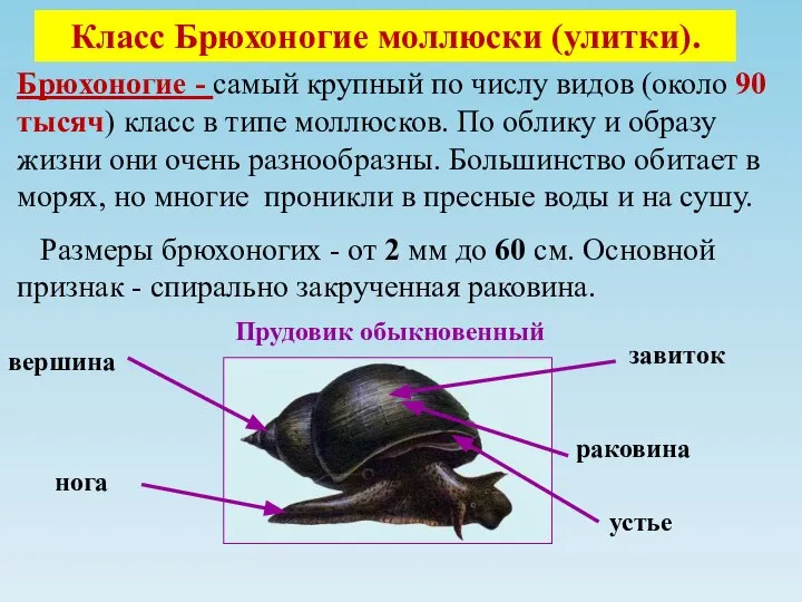 Класс Брюхоногие моллюски (улитки). Брюхоногие - самый крупный по числу видов (около