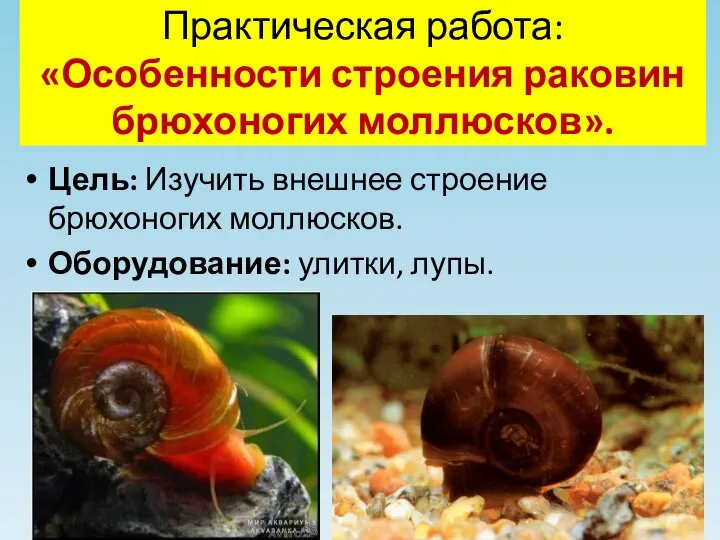 Практическая работа: «Особенности строения раковин брюхоногих моллюсков». Цель: Изучить внешнее строение брюхоногих моллюсков. Оборудование: улитки, лупы.