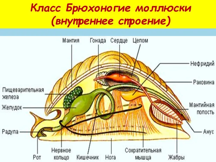Класс Брюхоногие моллюски (внутреннее строение)