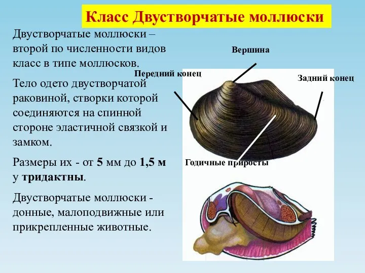 Вершина Задний конец Передний конец Годичные приросты Двустворчатые моллюски – второй по