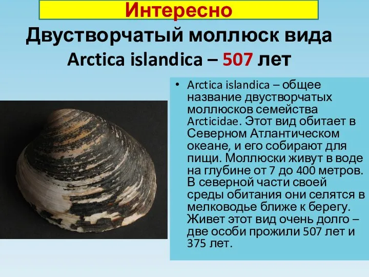 Двустворчатый моллюск вида Arctica islandica – 507 лет Arctica islandica – общее