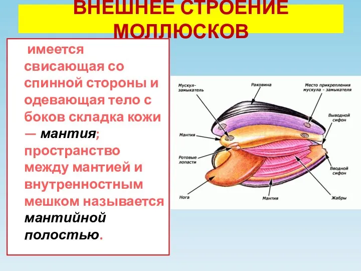 ВНЕШНЕЕ СТРОЕНИЕ МОЛЛЮСКОВ имеется свисающая со спинной стороны и одевающая тело с