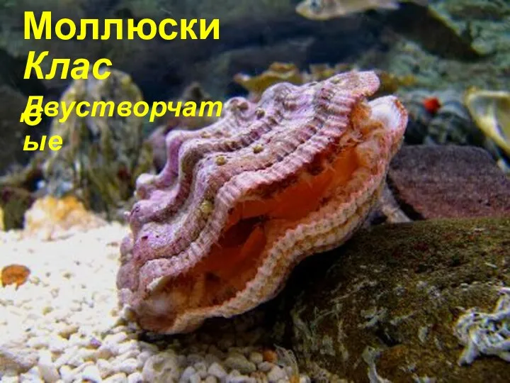 Моллюски Класс Двустворчатые