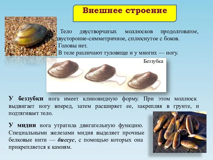 Тело двустворчатых моллюсков продолговатое, двусторонне-симметричное, сплюснутое с боков. Головы нет. В теле