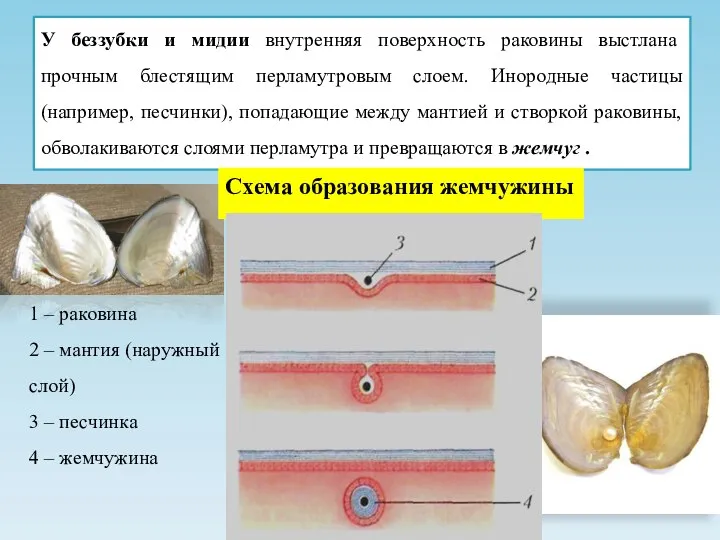 У беззубки и мидии внутренняя поверхность раковины выстлана прочным блестящим перламутровым слоем.