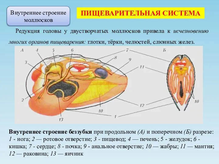 Редукция головы у двустворчатых моллюсков привела к исчезновению многих органов пищеварения: глотки,