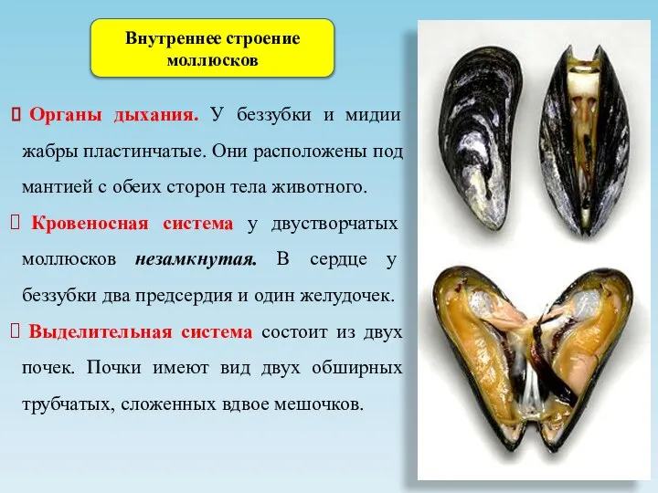 Органы дыхания. У беззубки и мидии жабры пластинчатые. Они расположены под мантией