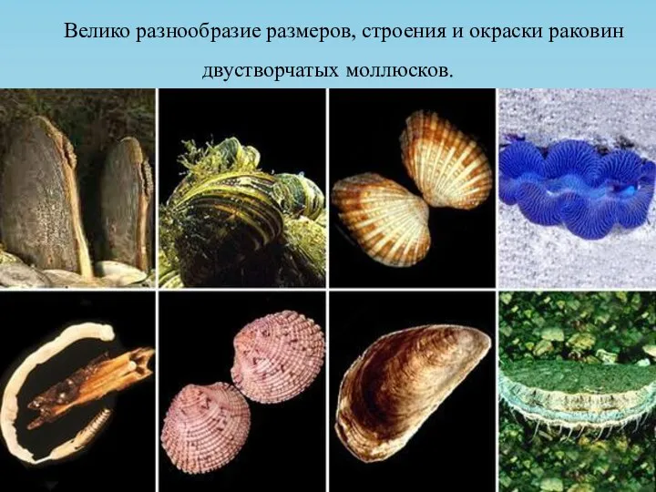 Велико разнообразие размеров, строения и окраски раковин двустворчатых моллюсков.