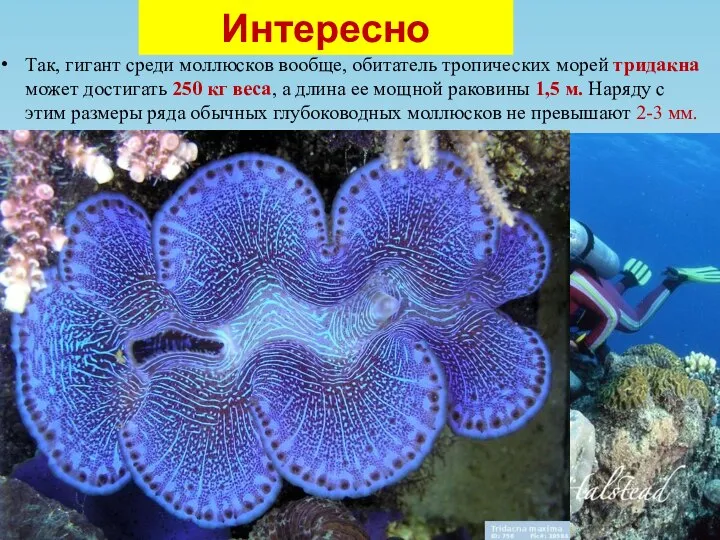 Интересно Так, гигант среди моллюсков вообще, обитатель тропических морей тридакна может достигать