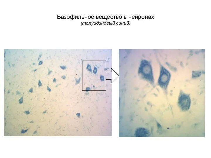 Базофильное вещество в нейронах (толуидиновый синий)