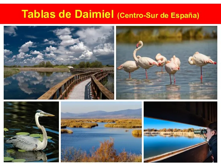 Tablas de Daimiel (Centro-Sur de España)